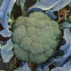 Brokuł Macdui F1 2500 nasion st